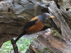 Turdus rubrocanus