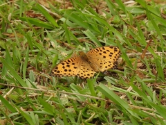 Argynnis hyperbius