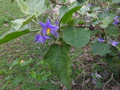 Solanum melongena
