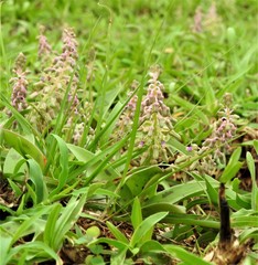 Drimia indica