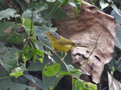 Phylloscopus tephrocephalus