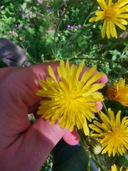 Cichorieae