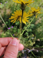Cichorieae