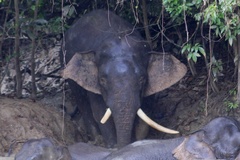 Elephas maximus borneensis