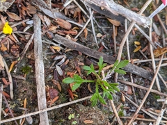 Xanthosia tasmanica