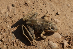 Pelophylax perezi