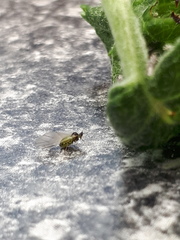 Rhopalosiphum oxyacanthae