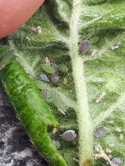 Rhopalosiphum oxyacanthae