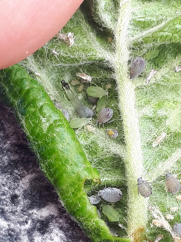 Dysaphis nuotrauka