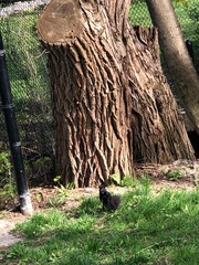 Sciurus carolinensis