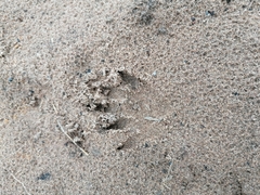 Herpestes pulverulentus