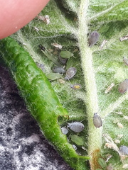 Dysaphis plantaginea