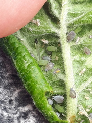 Dysaphis plantaginea