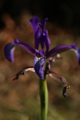 Iris reichenbachiana