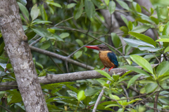 Pelargopsis capensis
