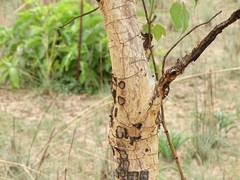 Sterculia setigera