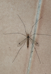 Nephrotoma flavipalpis