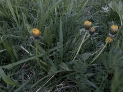 Taraxacum