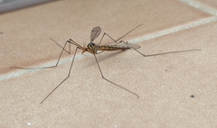 Nephrotoma flavipalpis