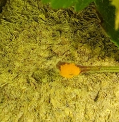 Phragmidium rosae-multiflorae