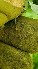 Phragmidium rosae-multiflorae