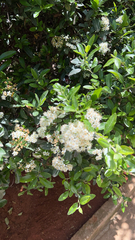 Pyracantha coccinea