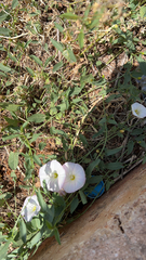 Convolvulus arvensis