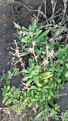 Spergularia azorica