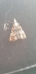Phtheochroa rugosana