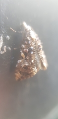 Phtheochroa rugosana