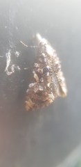 Phtheochroa rugosana
