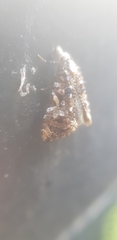 Phtheochroa rugosana
