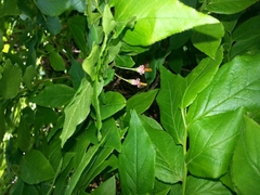 Vaccinium erythrocarpum