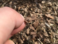 Perforatella bidentata