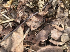 Perforatella bidentata