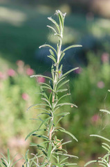 Araneus detrimentosus