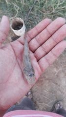 Glossogobius