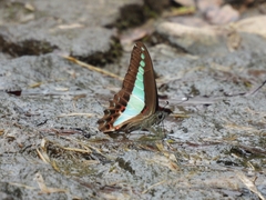 Graphium sarpedon