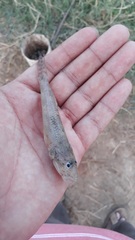 Glossogobius
