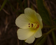 Hibiscus aethiopicus