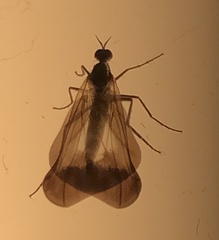 Rhamphomyia marginata