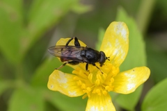 Chalcosyrphus libo