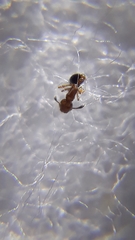 Cardiocondyla minutior