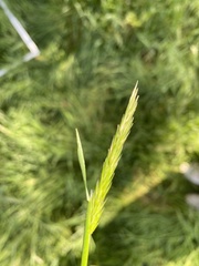 Cynosurus cristatus