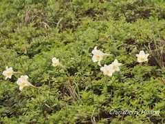 Lilium longiflorum scabrum