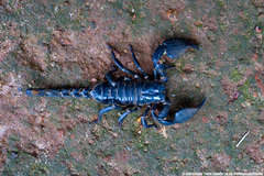 Srilankametrus indus