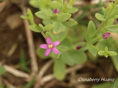 Centaurium japonicum