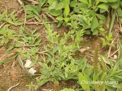 Centaurium japonicum