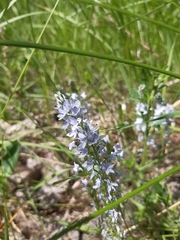 Veronica prostrata