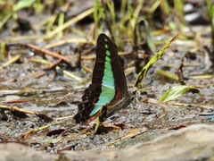 Graphium sarpedon